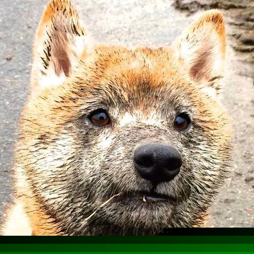 中国足球教练战术执行力报告，中国足球职业级教练名单