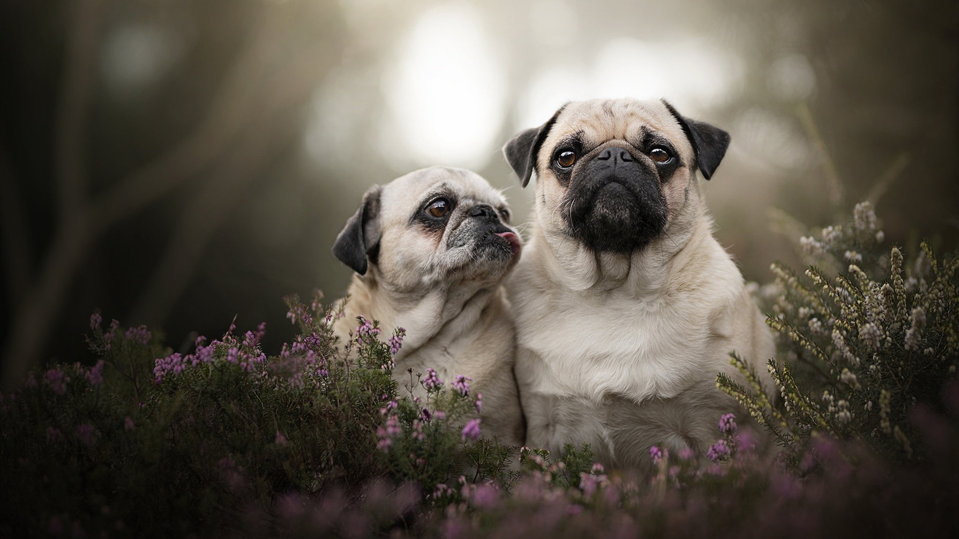 开云中国大陆-意甲球队基于心率变异性优化训练计划，心率变异性在训练中的应用