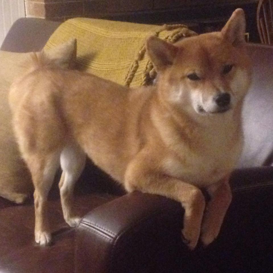 意甲青训采用双通道注意力训练提升传跑配合反应速度