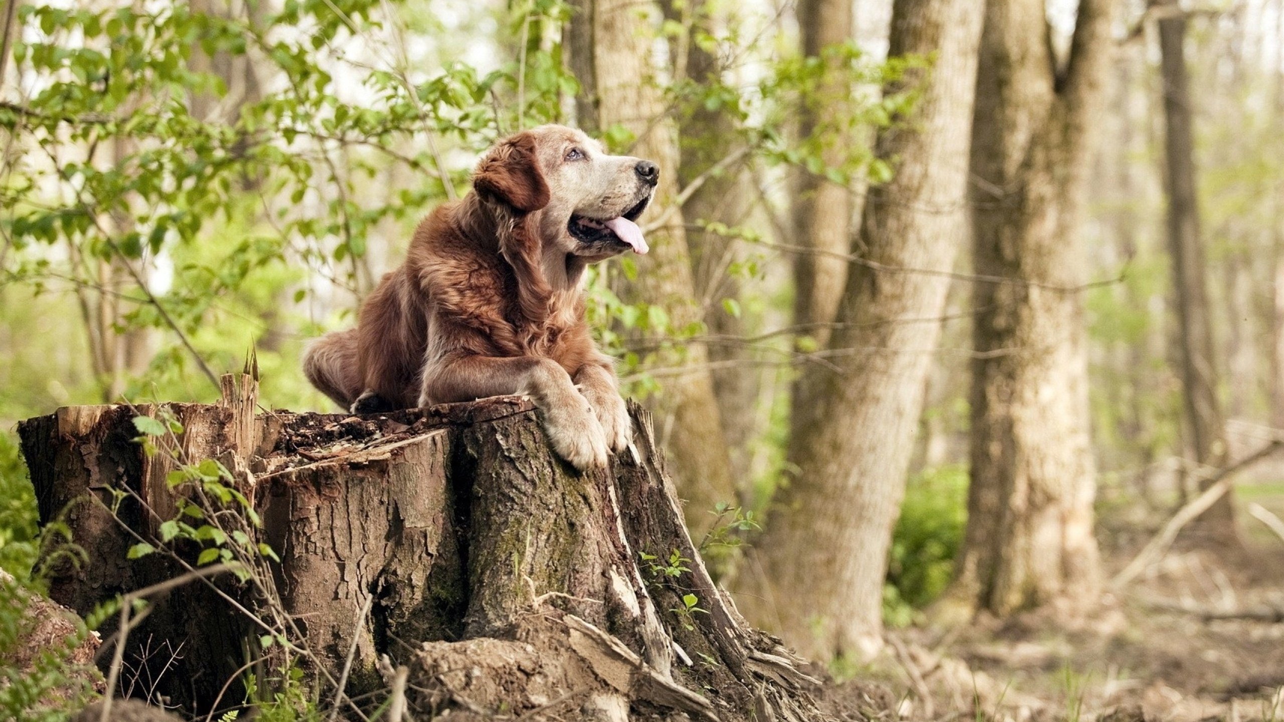 足球文化传承:不同地区的球迷热情与传统,足球文化精神传播