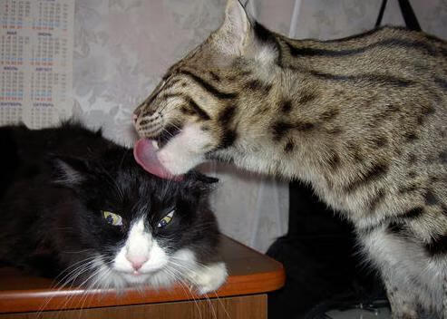 “2025世界运动会:三叉湖游泳馆水上救生赛助力公众安全意识提升”