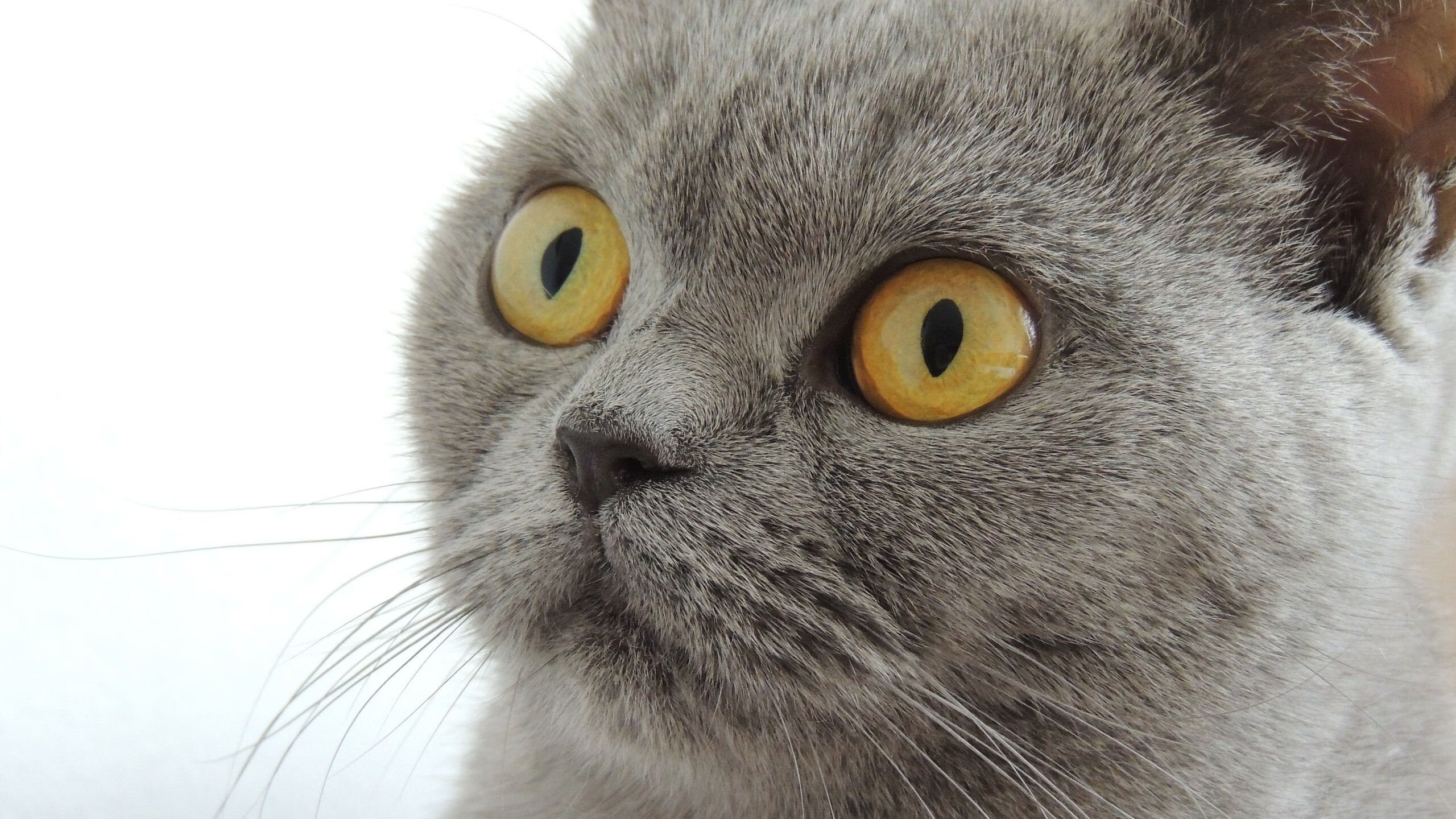 中美蝶泳稳定性对比:谁更能顶住后程压力?,美国蝶泳选手