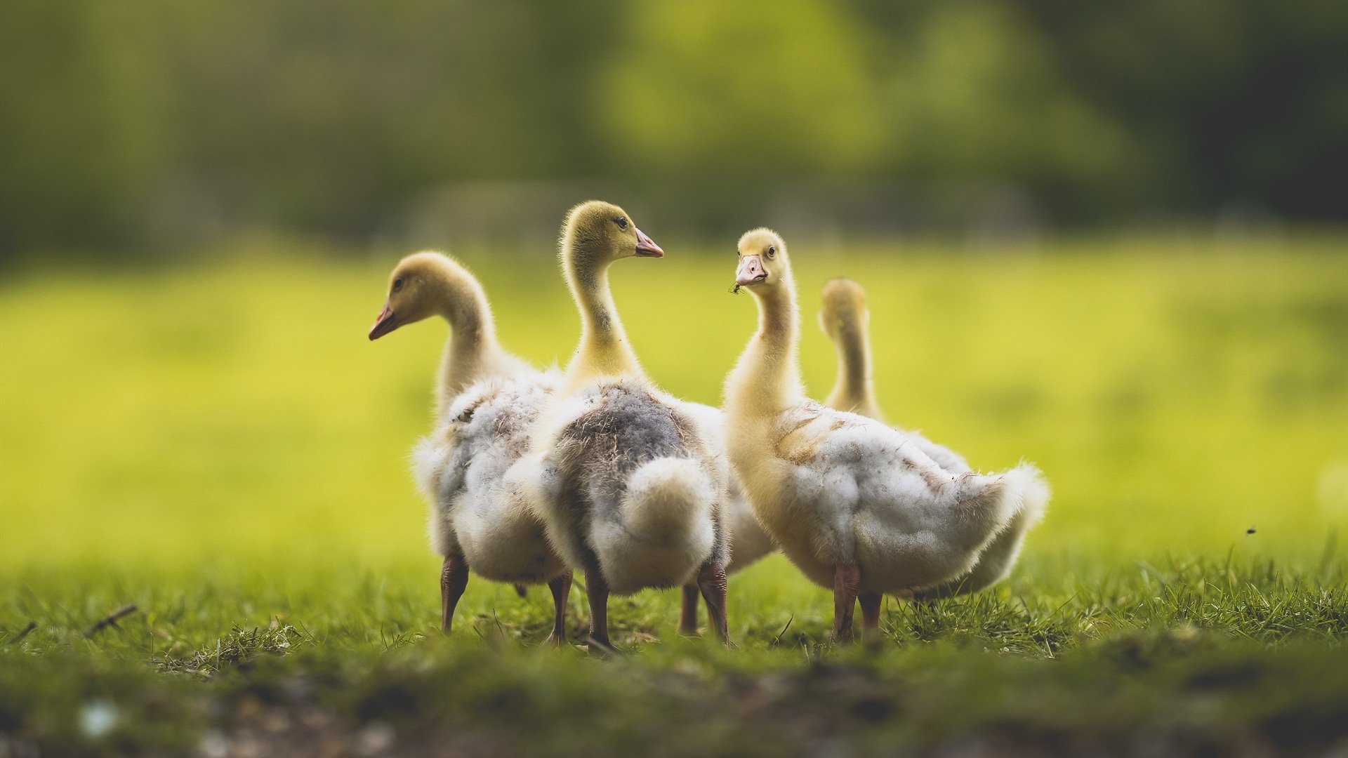 五大联赛是否鼓励门将提前站位缩短组织链条,五大联赛要踢到什么时候