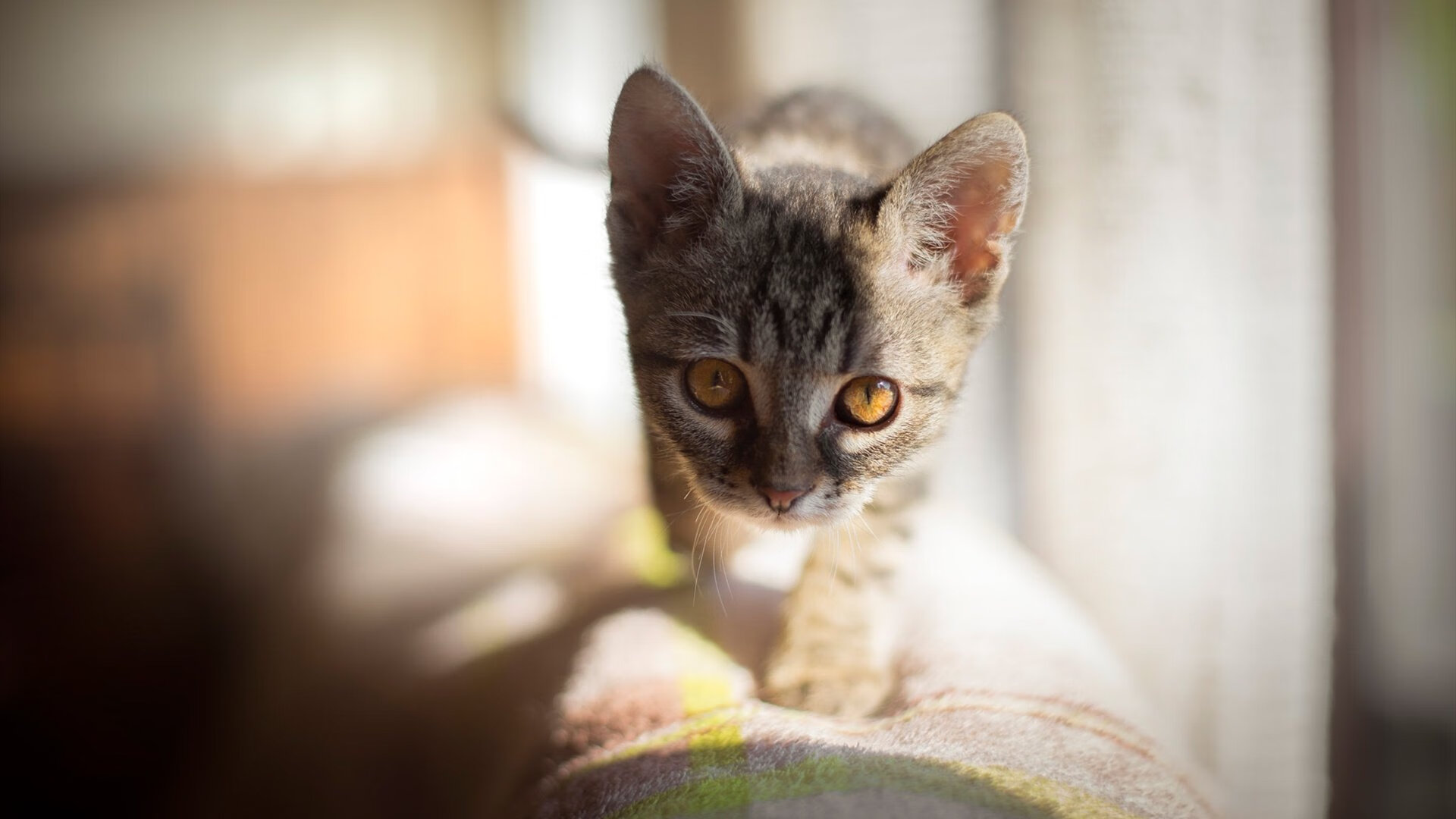 瑞典队未来计划：在国际大赛中不断突破自我，2021瑞典队