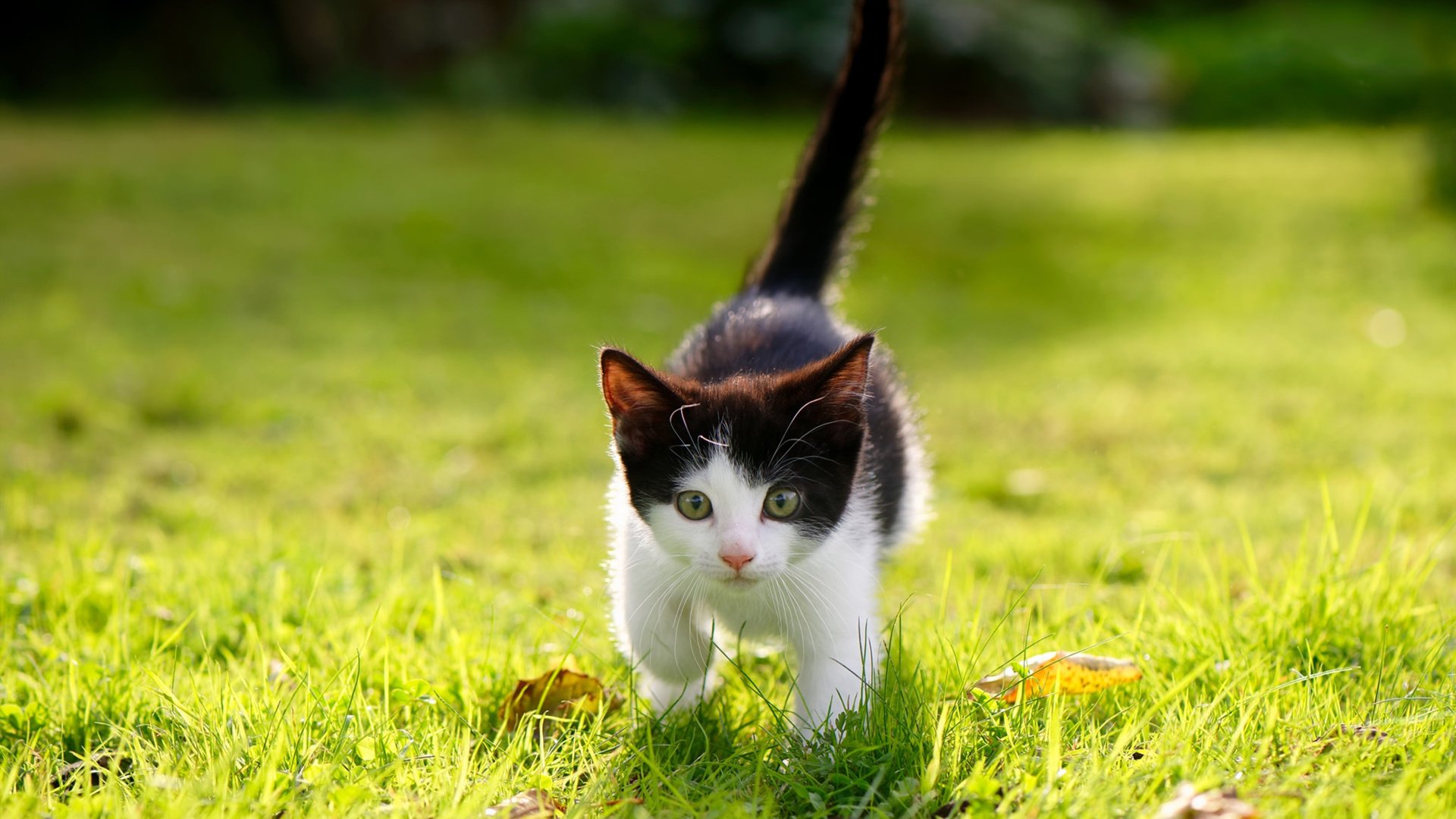 中国足球国家队备战友谊赛调整战术策略,国足 友谊赛