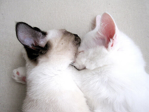 开云平台-意大利女队自由泳实力持续增强，意大利 游泳