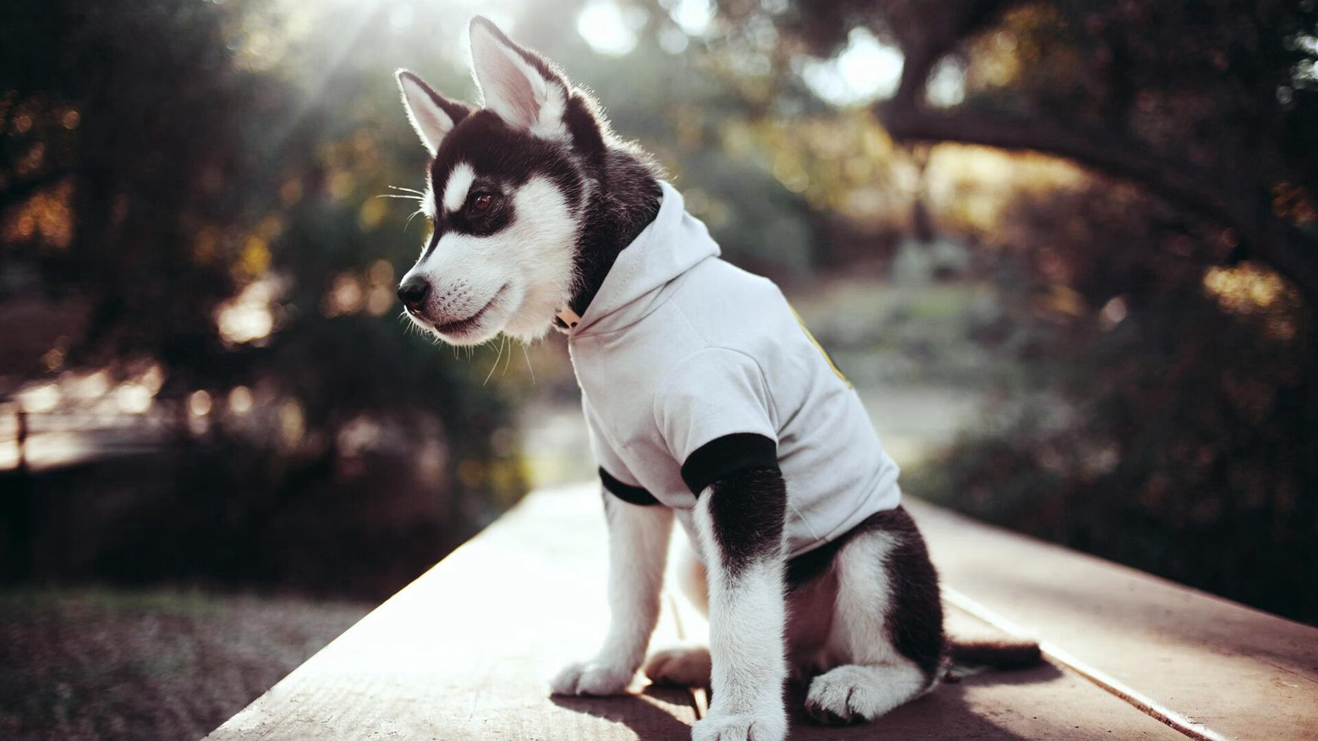 混合泳赛事中立代表队A选手均衡发展,混合泳夺冠