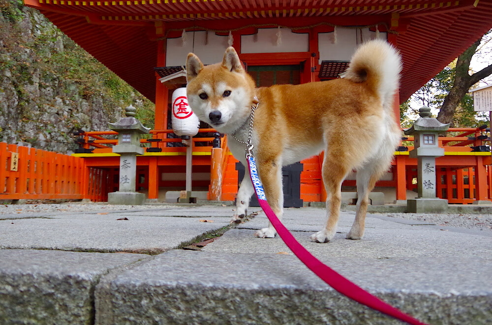 莱德基冲线瞬间震撼全场,莱德基实力