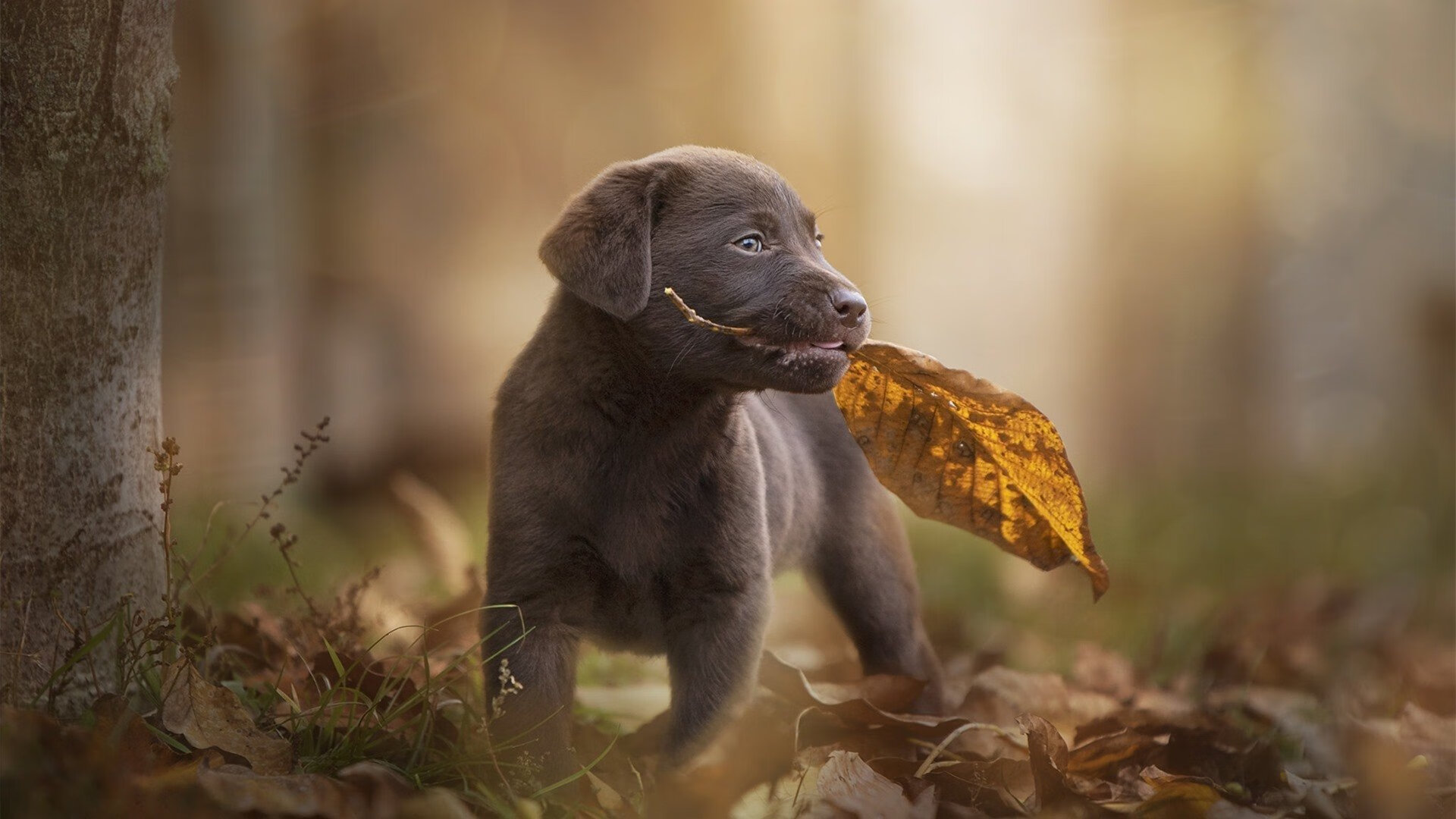 kaiyun中国官方网站-黎巴嫩女篮在西亚锦标赛中崭露头角，勇夺佳绩，黎巴嫩男篮亚洲杯