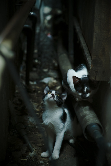 NBA球员社交行为对公众形象的影响机制研究,nba球星的社交平台