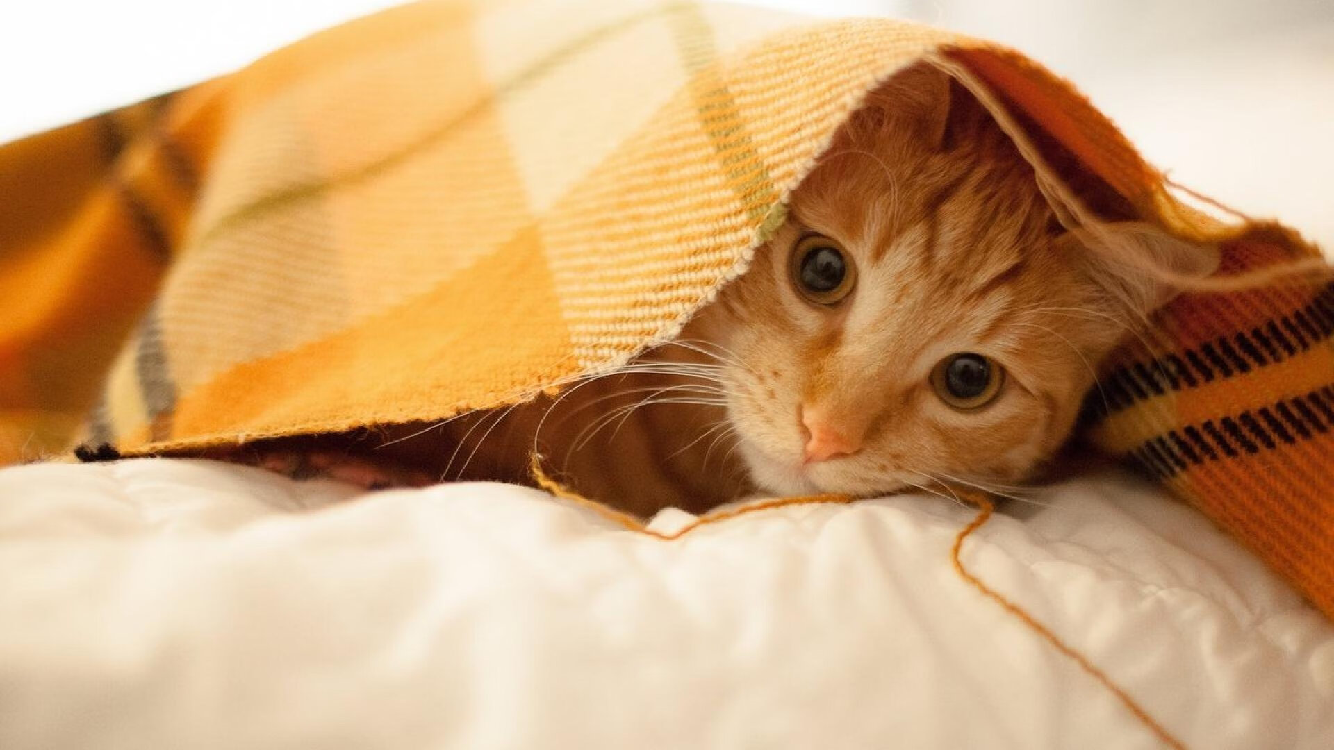 中国足球俱乐部运营中球迷社区建设与忠诚度提升，中国足球球迷数量统计