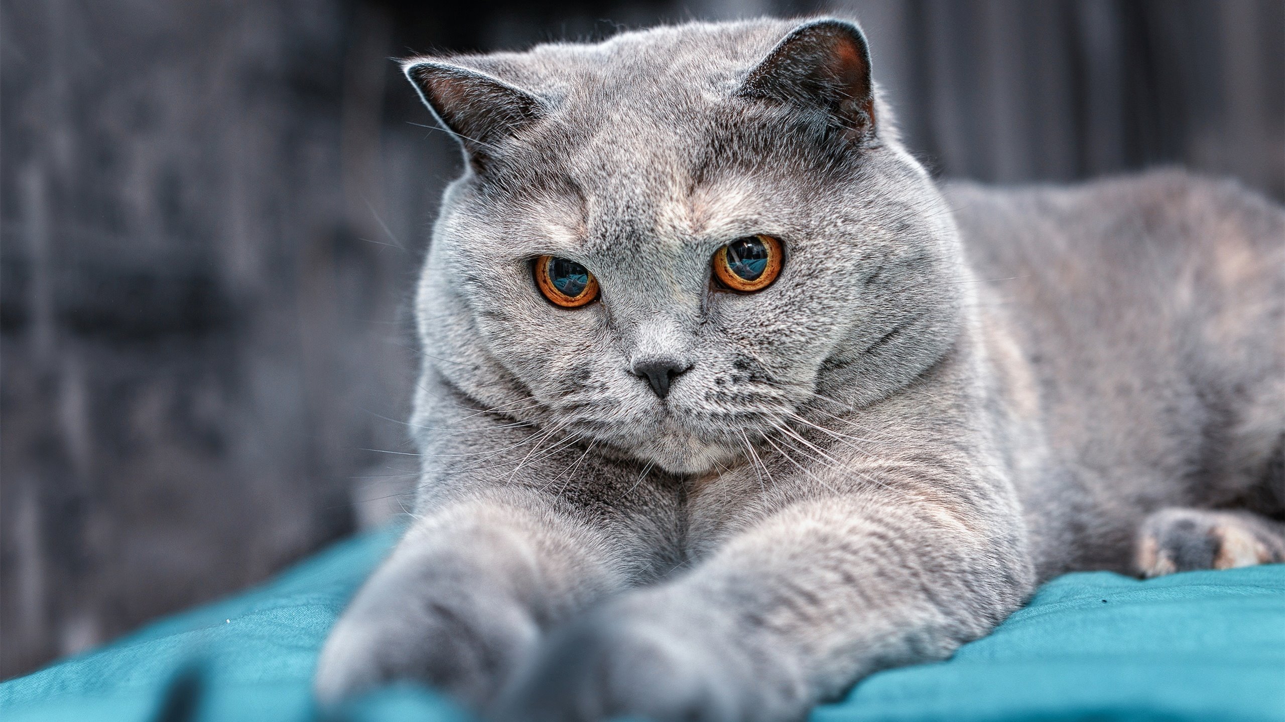 Kaiyun(中国)开云-中国足球青训联盟加强教练员资格认证，中国足协精英青训教练员培训