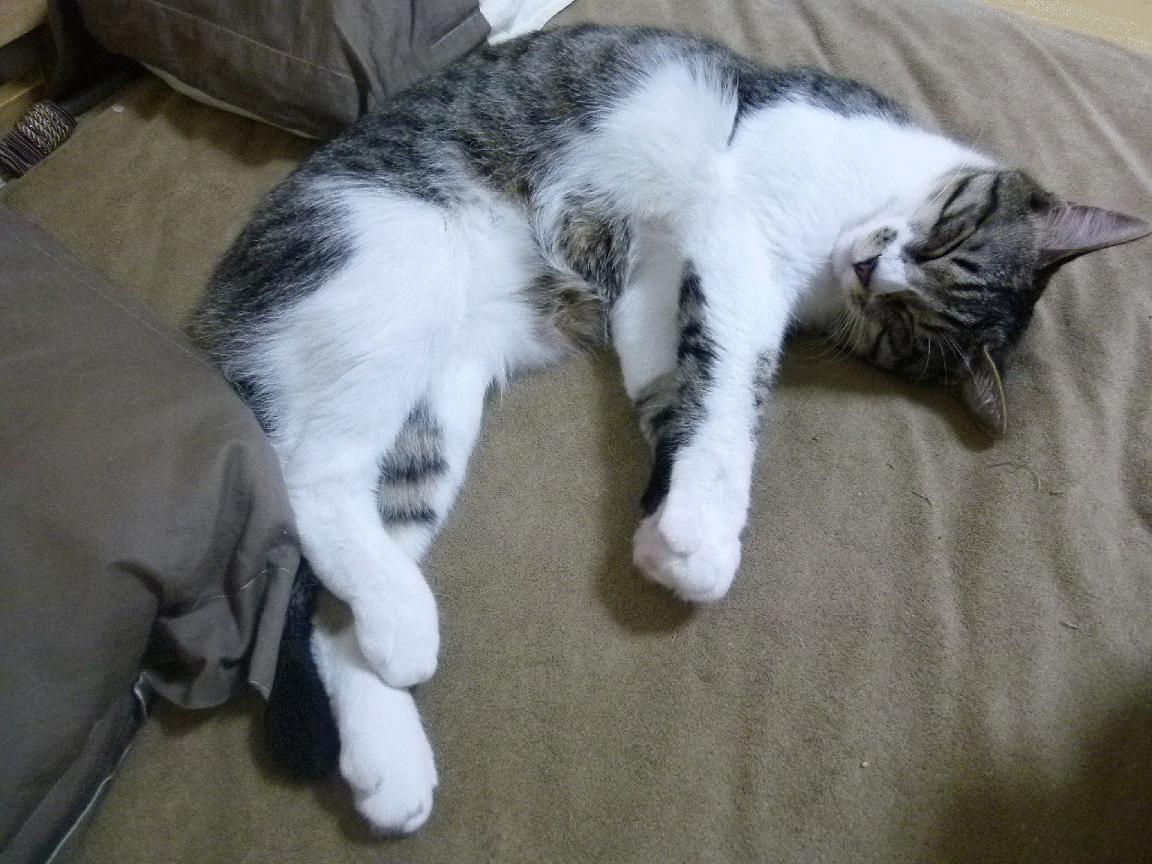 加拿大七人制橄榄球比赛精彩对抗引关注，七人制橄榄球赛事